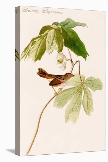 Swamp Sparrow-John James Audubon-Stretched Canvas