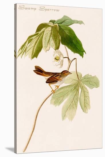 Swamp Sparrow-John James Audubon-Stretched Canvas