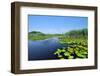 Swamp Vegetation in the Danube Delta-salajean-Framed Photographic Print