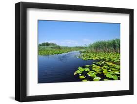 Swamp Vegetation in the Danube Delta-salajean-Framed Photographic Print