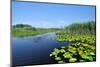 Swamp Vegetation in the Danube Delta-salajean-Mounted Photographic Print