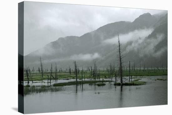 Swampy Landscape in Anchorage, Destroyed by a Tsunami, Alaska-Françoise Gaujour-Stretched Canvas