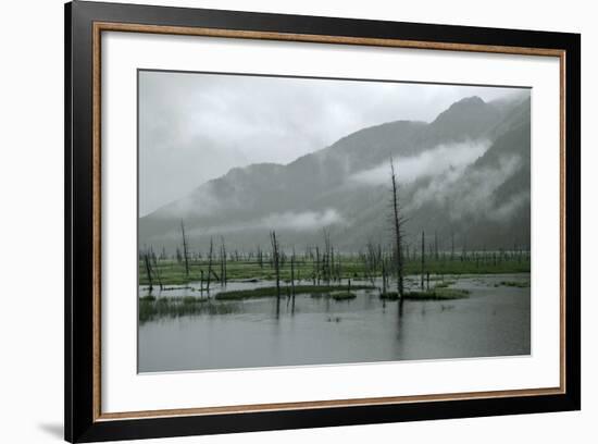 Swampy Landscape in Anchorage, Destroyed by a Tsunami, Alaska-Françoise Gaujour-Framed Photographic Print