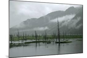 Swampy Landscape in Anchorage, Destroyed by a Tsunami, Alaska-Françoise Gaujour-Mounted Photographic Print