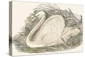 Swan, 1850 (Engraving)-Louis Simon (1810-1870) Lassalle-Stretched Canvas