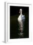 Swan 1-Charles Bowman-Framed Photographic Print