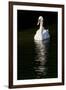 Swan 1-Charles Bowman-Framed Photographic Print