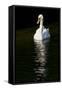 Swan 1-Charles Bowman-Framed Stretched Canvas