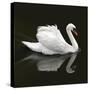 Swan 1-Ben Heine-Stretched Canvas
