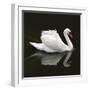 Swan 1-Ben Heine-Framed Photographic Print