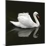 Swan 1-Ben Heine-Mounted Photographic Print