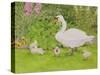 Swan and Cygnets-Linda Benton-Stretched Canvas