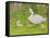 Swan and Cygnets-Linda Benton-Framed Stretched Canvas