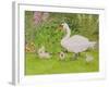 Swan and Cygnets-Linda Benton-Framed Giclee Print