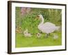 Swan and Cygnets-Linda Benton-Framed Giclee Print