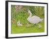 Swan and Cygnets-Linda Benton-Framed Giclee Print