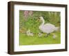 Swan and Cygnets-Linda Benton-Framed Giclee Print