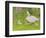 Swan and Cygnets-Linda Benton-Framed Giclee Print