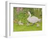 Swan and Cygnets-Linda Benton-Framed Giclee Print