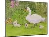 Swan and Cygnets-Linda Benton-Mounted Giclee Print