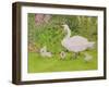 Swan and Cygnets-Linda Benton-Framed Giclee Print