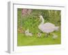 Swan and Cygnets-Linda Benton-Framed Giclee Print