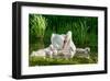 Swan and Its Babies in a Pond-null-Framed Premium Giclee Print