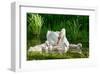 Swan and Its Babies in a Pond-null-Framed Premium Giclee Print