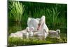 Swan and Its Babies in a Pond-null-Mounted Premium Giclee Print
