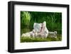 Swan and Its Babies in a Pond-null-Framed Art Print