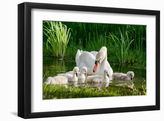 Swan and Its Babies in a Pond-null-Framed Art Print