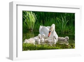 Swan and Its Babies in a Pond-null-Framed Art Print