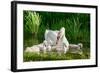 Swan and Its Babies in a Pond-null-Framed Art Print
