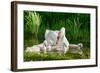 Swan and Its Babies in a Pond-null-Framed Art Print