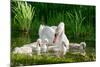 Swan and Its Babies in a Pond-null-Mounted Art Print