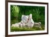 Swan and Its Babies in a Pond-null-Framed Art Print