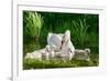 Swan and Its Babies in a Pond-null-Framed Art Print