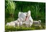 Swan and Its Babies in a Pond-null-Mounted Art Print