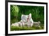 Swan and Its Babies in a Pond-null-Framed Art Print