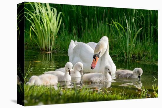 Swan and Its Babies in a Pond-null-Stretched Canvas