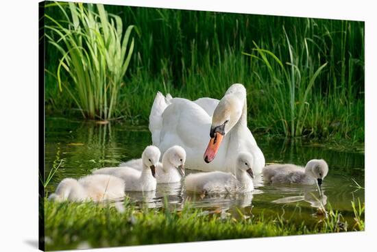 Swan and Its Babies in a Pond-null-Stretched Canvas