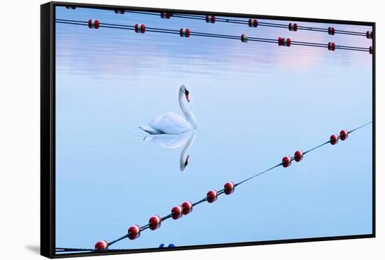 Swan and Ropes-James McLoughlin-Framed Stretched Canvas
