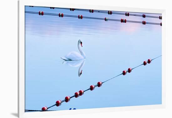 Swan and Ropes-James McLoughlin-Framed Photographic Print