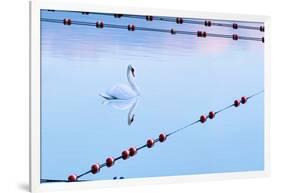 Swan and Ropes-James McLoughlin-Framed Photographic Print