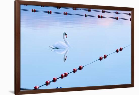 Swan and Ropes-James McLoughlin-Framed Photographic Print