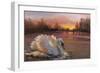 Swan at Sunrise, 2016-Lee Campbell-Framed Giclee Print