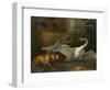 Swan Attacked by a Dog, 1745-Jean-Baptiste Oudry-Framed Giclee Print