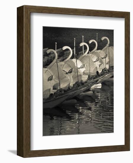 Swan Boats in a River, Boston Public Garden, Boston, Massachusetts, USA-null-Framed Photographic Print