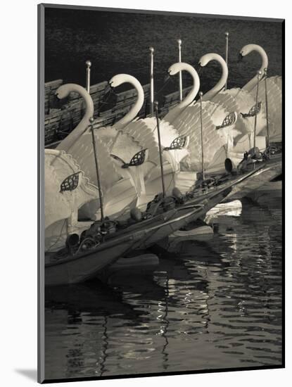 Swan Boats in a River, Boston Public Garden, Boston, Massachusetts, USA-null-Mounted Photographic Print