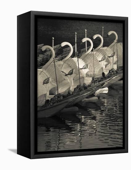 Swan Boats in a River, Boston Public Garden, Boston, Massachusetts, USA-null-Framed Stretched Canvas